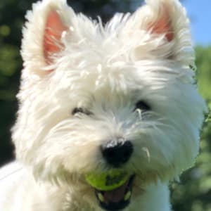 A West Highland White Terrier looks delighted at having a tennis ball in her mouth