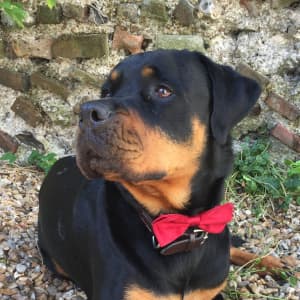 A young Rottweiler with a red bowtie sits in front of a stone wall, looking to the left of camera